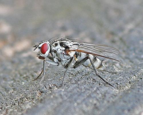 Réf. 352 142 : Eustalomyia sp.